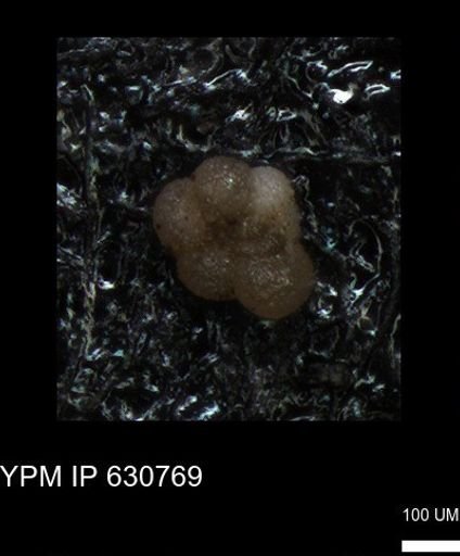 undet. Rugoglobigerinidae