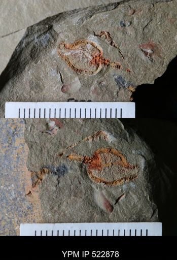 Phyllocystis?