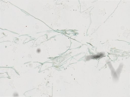 Sertularia argentea