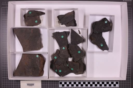 mixed taxa, stratigraphic collection