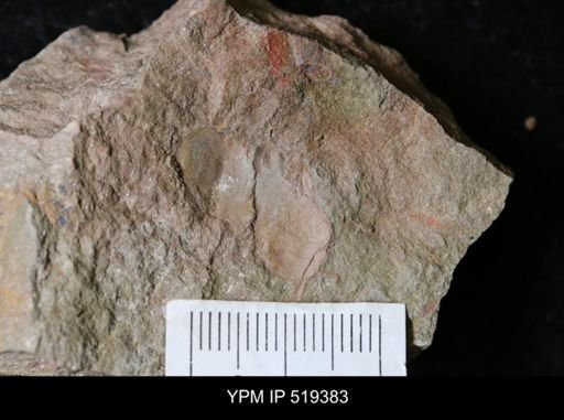 undet. Bivalvia