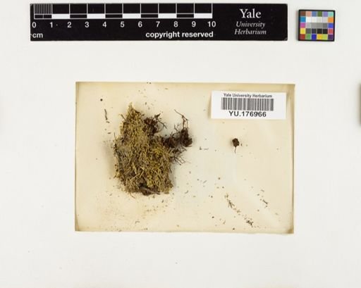 Plantae