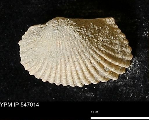 Scapharca transversa