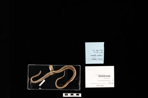 Python regius