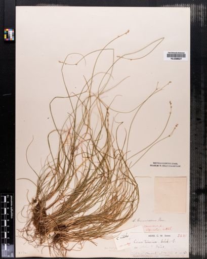Carex brunnescens