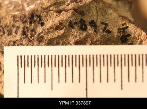 undet. Ammonoidea