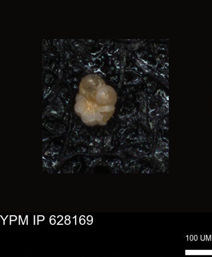 undet. Foraminiferida