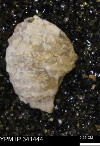 Scaphites sp.