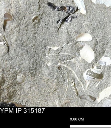 undet. Bivalvia