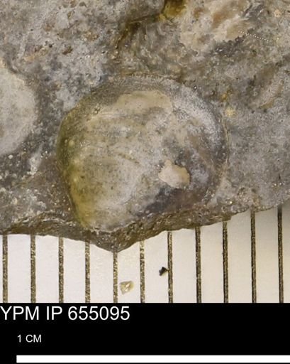 Protocardia