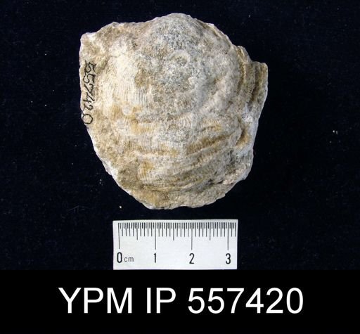 undet. Orthotetida