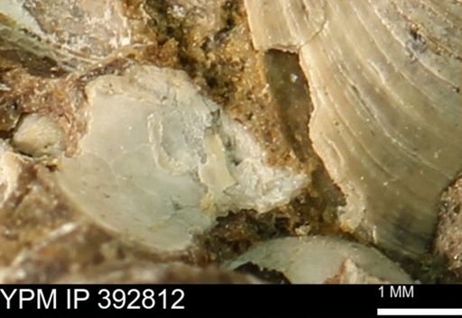 undet. Bivalvia