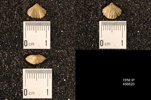 Rhynchonella dentata