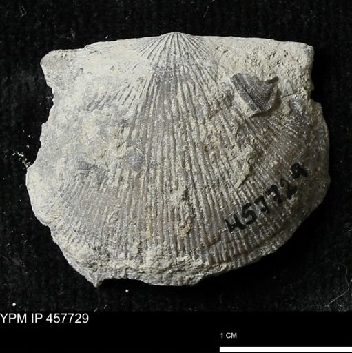 Strophodonta sp.
