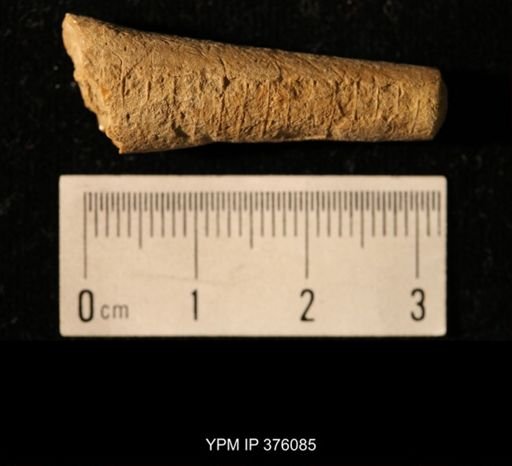 Pseudorthoceras knoxense