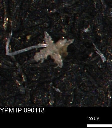 undet. Porifera