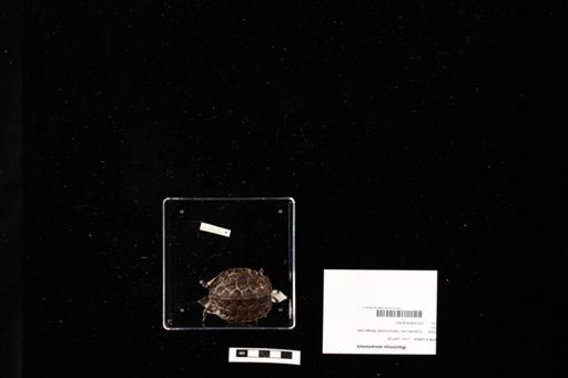Mauremys annamensis