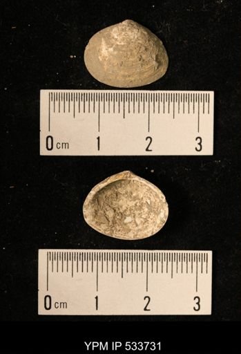 Macoma groenlandica