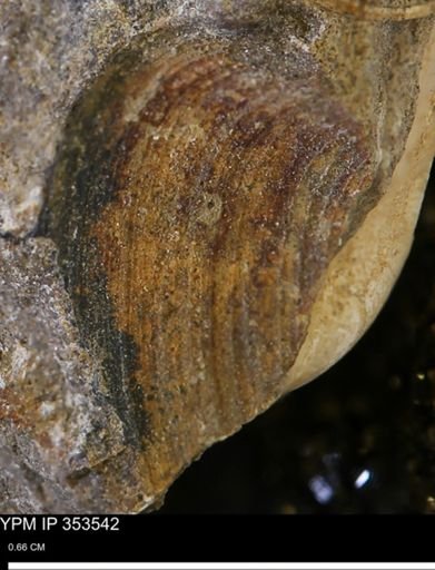 Limopsis striatopunctatus