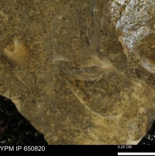 undet. Bivalvia