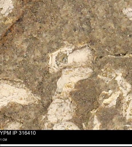 undet. Mollusca
