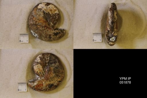 Hoploscaphites nicolletii