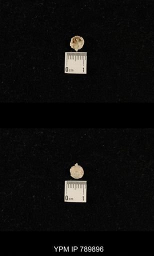 undet. Brachiopoda