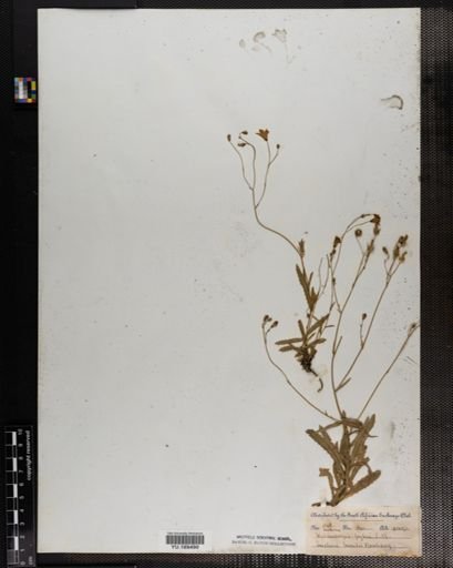 Plantae
