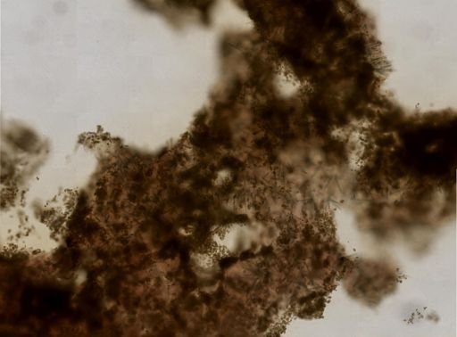 Agelas sp.