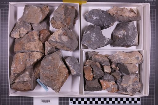mixed taxa, stratigraphic collection