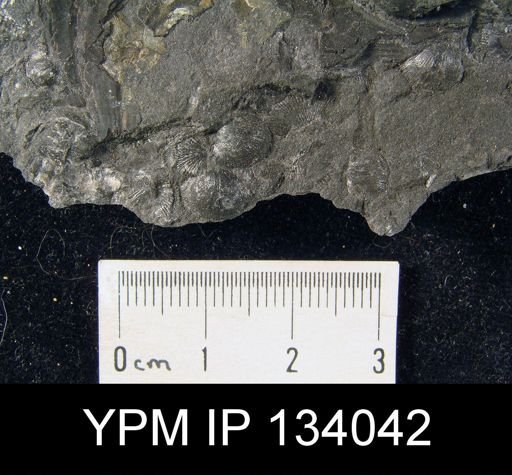 Chonetes vicinus