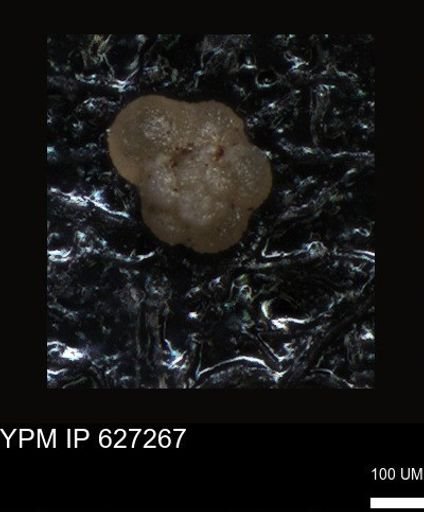 undet. Foraminiferida