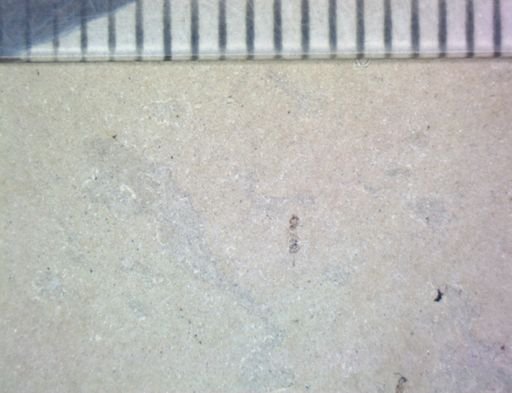 Hymenoptera?