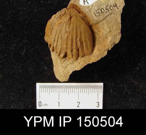 Orthorhynchula sp.