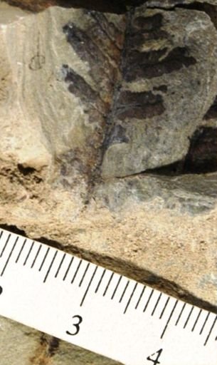 Cladophlebis readi