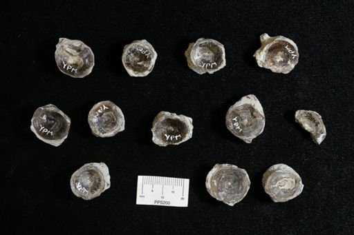 undet. Actinopterygii