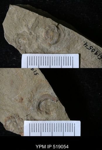 Daguinaspis sp.