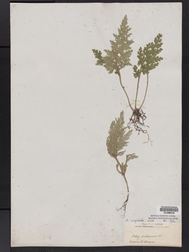 Selaginella