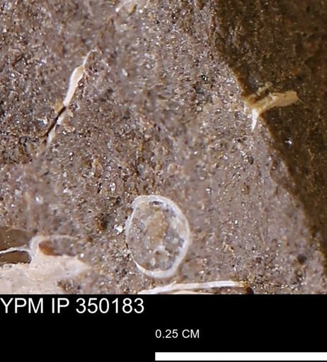 Scaphopoda?