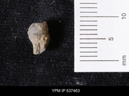 Goniobasis ortmanni
