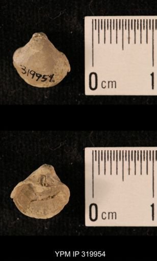 Ambocoelia planoconvexa