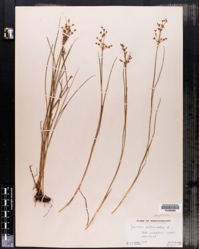 Juncus articulatus