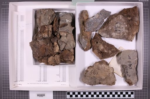 mixed taxa, stratigraphic collection