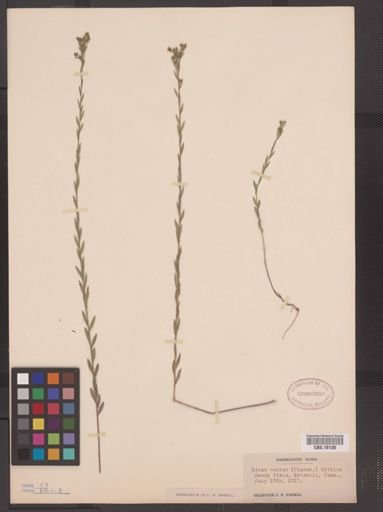 Linum medium