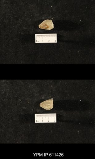 Glyptocrinus decadactylus