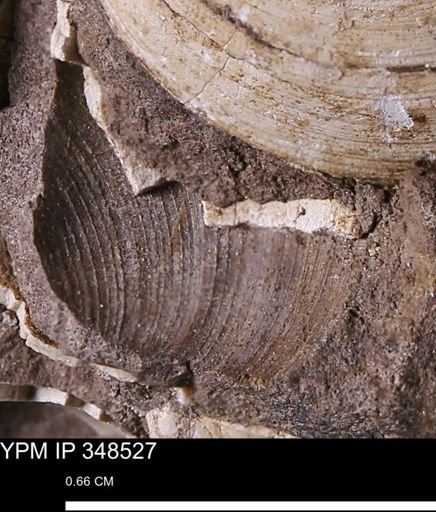 Limopsis striatopunctatus