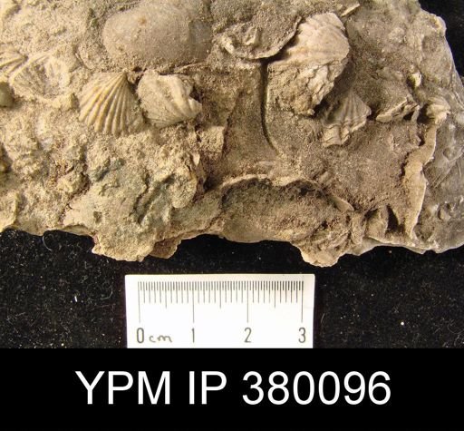 undet. Brachiopoda