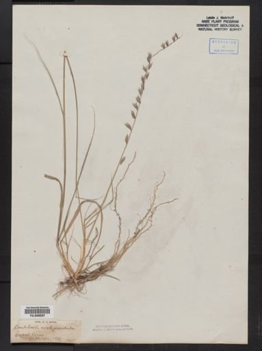 Bouteloua curtipendula