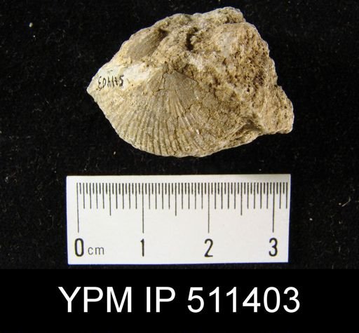 undet. Brachiopoda