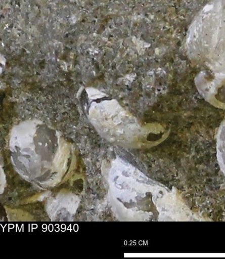 undet. Bivalvia